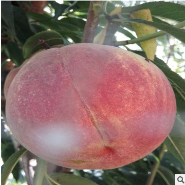 優質金秋紅桃樹苗哪里有賣 大量批發桃樹苗 嫁接桃樹苗批發