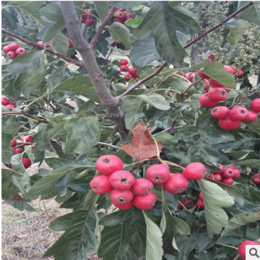 基地供應1公分棉球山楂苗 棉球山楂苗品質純正