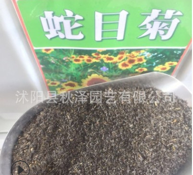 批發優質蛇目菊種子花卉蛇目菊花卉種子量大優惠品質保證
