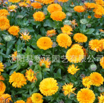 批發優質花卉金盞菊種子花草花卉種子金盞菊金盞花種子量大優惠