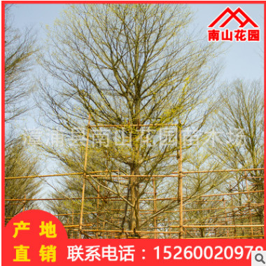 廠家綠化苗木小葉欖仁 基地直銷批發(fā)庭院園林工程細(xì)葉欖仁喬木