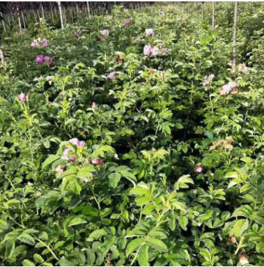 廠家直銷 遼寧多季刺玫 冷香玫瑰四季刺玫多季玫瑰