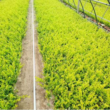 廠家直銷 紅葉榆葉梅 北方耐寒綠化苗木