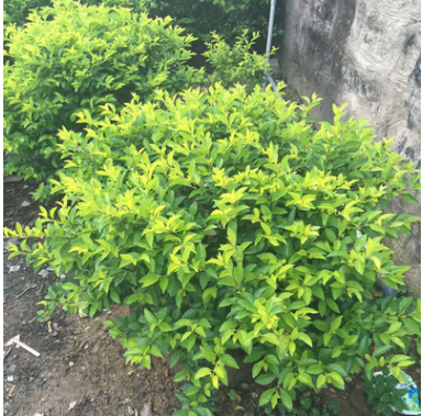 灌木黃心梅球 綠化 大量出售黃心梅球 紅森林園藝