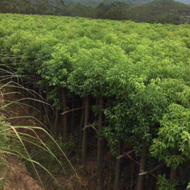 灌木袋苗香樟 綠化 大量出售袋苗香樟 紅森林園藝 園林