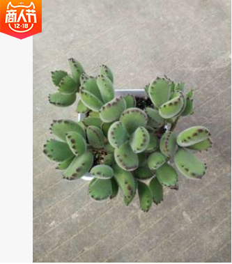 熊童子 多肉植物批發(fā) 基地直供 景天科多肉盆栽 吸甲醛