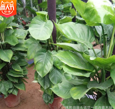 批發(fā)大葉綠蘿柱 大型常青盆栽綠植 綠蘿盆栽 量大優(yōu)惠
