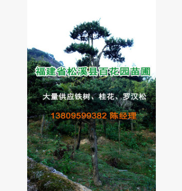 【基地直銷】 造型羅漢松 羅漢松