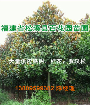 【基地直銷】廣玉蘭 蘇鐵 羅漢松 桂花 綠化苗木