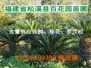 大量供應 鐵樹（閩北鐵樹生產基地） 蘇鐵 鐵樹種子 鐵樹苗
