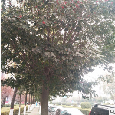 供應園林綠化苗木紅果冬青 北美冬青 工程綠化小苗 基地精心培育