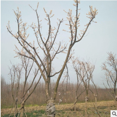 觀賞植物 梅花苗 耐旱垂枝梅 路邊觀賞花型植物 庭院花卉基地直銷