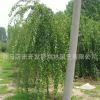 基地批發(fā)垂枝梅 垂梅樹苗 園林庭院觀賞型植物品質保證包成活
