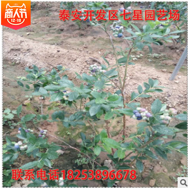 批發價格出售高產好成活2-3年生優質都克藍莓苗 奧尼爾藍莓苗