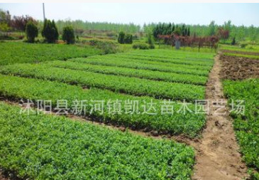 小葉女貞小苗 綠化工程行道樹苗 四季常青球 綠葉女貞床苗批發(fā)