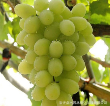 批發(fā)盆栽地栽庭院陽臺果樹苗 白牛奶葡萄苗 適合南北方種植