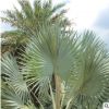 福建產地農戶直銷 專業種植精品霸王棕 批發基地銷售