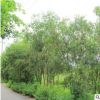 福建串錢柳、綠植批發 廠家直銷行道庭院園林景觀綠化工程