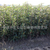 浙江產(chǎn)地直銷綠化苗 法國冬青 日本珊瑚樹苗綠籬