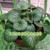 基地直銷 耐陰觀葉植物 虎耳草 又名金絲荷葉 室內盆栽 凈化空氣