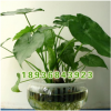 種植基地直銷優質 滴水觀音盆栽 觀葉植物滴水觀音 凈化空氣 水培