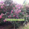 批發家庭庭院觀花植物小苗 紫薇小苗 紅花紫薇苗又名百日紅小苗