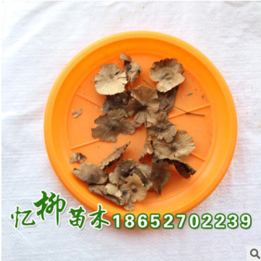 批發供應優質金錢柳種子 銅錢柳 當年新采 保質保量 量大從優