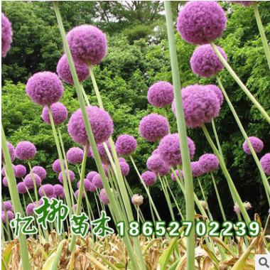 供應(yīng)花卉種子 大花蔥蘭花卉 種子批發(fā) 廠家直銷 包發(fā)芽