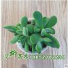 批發若歌詩多肉植物 凈化空氣 若歌詩多肉 基地直銷 量大從優