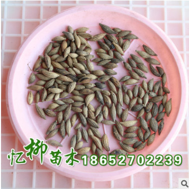 批發(fā)桂花樹種子四季桂花種子花卉種子 發(fā)芽率高 品種全 量大從優(yōu)