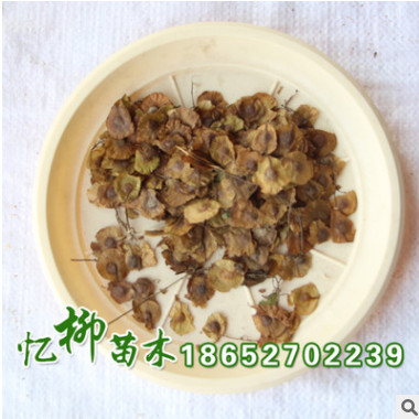 產(chǎn)地批發(fā)金錢槭種子 金錢樹種子 金錢松種子 林木種子 發(fā)芽率高