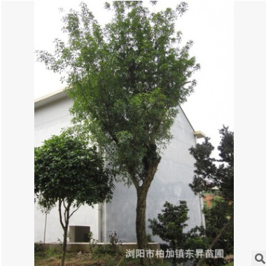 供應(yīng)30公分移栽欏木石楠，欏木石楠樹，欏木石楠樁景。