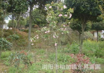 苗木基地直銷櫻花，日本晚櫻，早櫻，福建山櫻花。