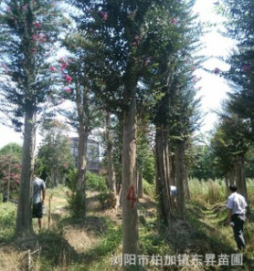 優(yōu)價供應高接紫薇，紫薇樁，紫薇樁景，高桿紫薇。