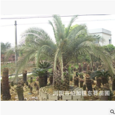 湖南苗圃供應苗圃移植過的加拿利海藻 中東海藻 銀海藻工程苗