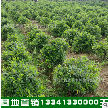 批發優質杜鵑花苗 盆栽杜娟苗 比利時杜鵑 西洋杜鵑 凈化空氣