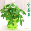 基地直銷 含羞草盆栽 室內桌面花卉綠植 可愛奇趣花卉盆栽