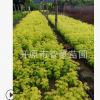 大量供應優(yōu)質(zhì)苗木金葉復葉槭扦插小苗規(guī)格齊全