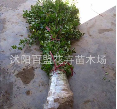 批發紅花紫薇樹苗 百日紅綠化苗木 喬木 紫薇盆景 紫薇 行道樹