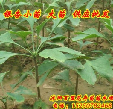 批發優質綠化苗木銀杏苗 白果 庭院植物占地苗白果樹