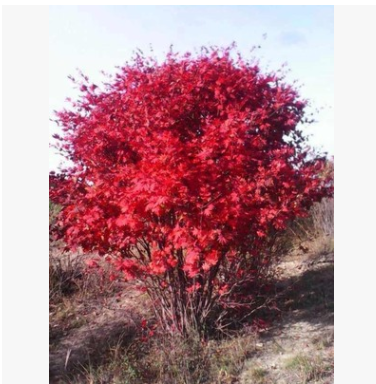 九角楓 叢生九角楓 遼寧九角楓 九角楓小苗