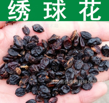 林木種子新采繡球花種子八仙花種子木繡球種子紫陽花洋繡球實景照