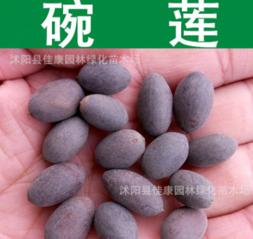 水生植物 碗蓮種子 睡蓮 子午蓮 水芹花 芙蓉花 小荷花種子 蓮子