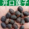 水生植物 開(kāi)口蓮子種子 睡蓮 小荷花種子 芙蓉花 開(kāi)口碗蓮種子