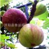 基地批發園林果樹苗無花果樹苗盆栽地栽苗無花果品種齊全當年結果