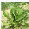 歐洲菊苣牧草種子 菊苣種子 菊苣牧草種子批發(fā)