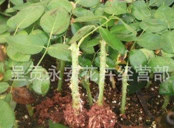 呈貢斗南[專供江蘇宿遷、新疆]工程用苗、切花用苗、占地用苗