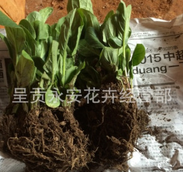 呈貢斗南[全國銷售]春季熱銷ing非洲菊種苗又名扶郎苗及花卉
