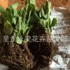 呈貢斗南[全國銷售]春季熱銷ing非洲菊種苗又名扶郎苗及花卉