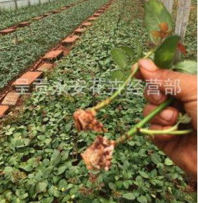 云南呈貢斗南2018款新品熱銷苗木：卡馬拉